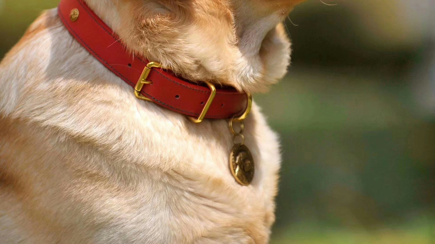 Dog Supplies